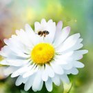 Bellis Perennis English Daisy Single White Flower Seeds Iconic Spring Flower Easy to Grow Bellis Perennis English Daisy Single White Flower Seeds Iconic Spring Flower Easy to Grow
