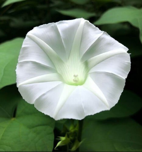 Ipomoea Alba Moonflower Flower Seeds Large Fragrant White Flowers Easy to Grow