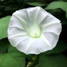 Ipomoea Alba Moonflower Flower Seeds Large Fragrant White Flowers Easy to Grow