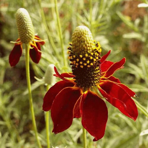 Ratibida Columifera Coneflower Dwarf Red Flower Seeds Distinctive Flower Easy to Grow