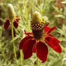 Ratibida Columifera Coneflower Dwarf Red Flower Seeds Distinctive Flower Easy to Grow