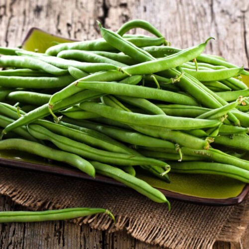 Landreth Stringless Green Bush Bean Phaseolus Vulgaris Vegetable Seeds Easy to Grow