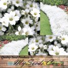 Cerastium Biebersteinii Snow In Summer Flower Seeds Star Shaped White Flowers Easy to Grow