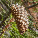 Pinus Attenuata Knobcone Pine Tree Seeds Unique Cones Striking Bark Easy to Grow
