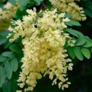 Koelreuteria Paniculata Nana Dwarf Golden Rain Tree Tree Seeds  Easy to Grow