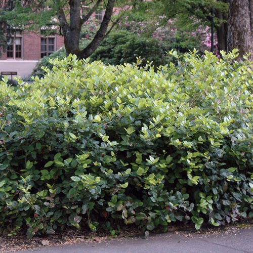 Gaultheria Shallon Shallon Lemon Leaf Shrub Seeds Fragrant Foliage Easy to Grow