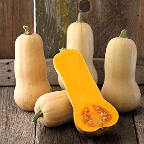 Waltham Butternut Squash Winter Cucurbita Moschata Vegetable Seeds Easy to Grow
