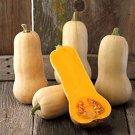 Waltham Butternut Squash Winter Cucurbita Moschata Vegetable Seeds Easy to Grow