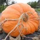 Dill'S Atlantic Giant Pumpkin Cucurbita Maxima Vegetable Seeds Grows Massive Easy to Grow