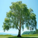 Betula Davurica Dahurian Birch Tree Seeds Beautiful Display Of Autumn Color Easy to Grow