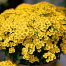 Alyssum Saxatile Alyssum Basket Of Gold Flower Seeds Fragrant Yellow Flowers Easy to Grow
