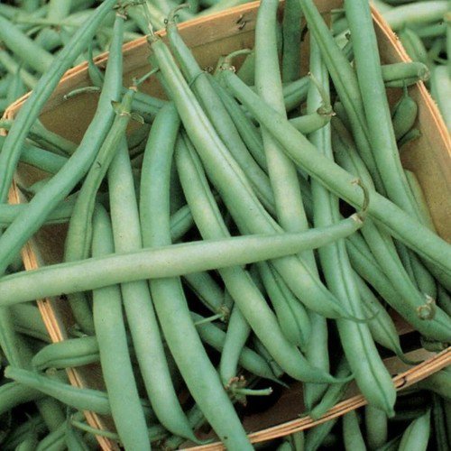 Provider Green Bush Bean Phaseolus Vulgaris Vegetable Seeds Tender And Crisp Easy to Grow