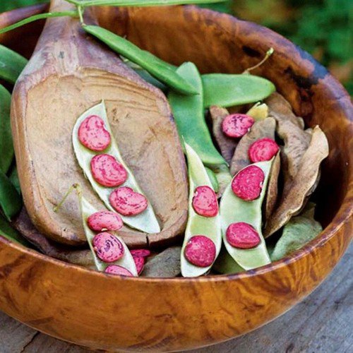 Jackson Wonder Butterbean Lima Bean Phaseolus Lunatus Vegetable Seeds Easy to Grow