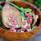 Jackson Wonder Butterbean Lima Bean Phaseolus Lunatus Vegetable Seeds Easy to Grow