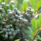 Myrica Pensylvanica Db With Wax Bayberry Tree Seeds Scented Wax Berries Easy to Grow
