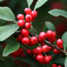 Ilex Montana Mountain Holly Shrub Seeds Attractive Foliage Red Berries Easy to Grow