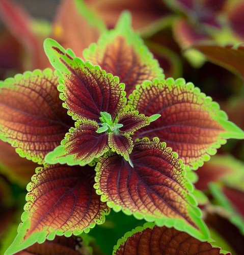 Coleus Blumei Rainbow Mix Flower Seeds Bold Colorful Foliage Easy to Grow
