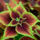Coleus Blumei Rainbow Mix Flower Seeds Bold Colorful Foliage Easy to Grow