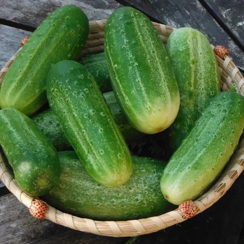 National Pickling Cucumber Pickling Cucumis Sativus Vegetable Seeds Crunchy Easy to Grow