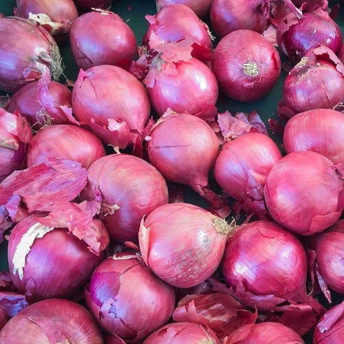 Red Creole Onion Short Day Allium Cepa Vegetable Seeds Spicy Robust Flavor Easy to Grow