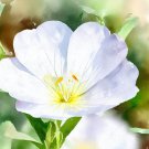 Oenothera Pallida Pale Evening Primrose Flower Seeds Attractive And Fragrant Easy to Grow