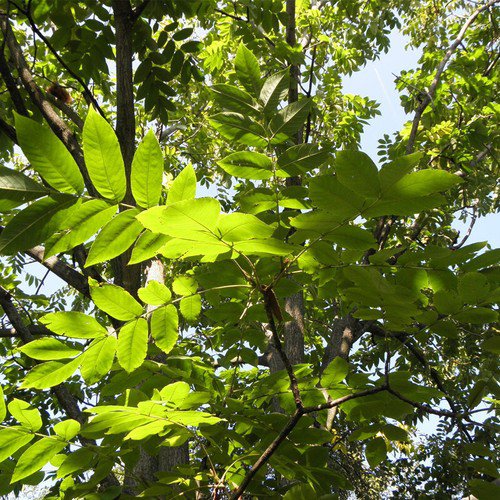 Juglans Major Arizona Walnut Tree Seeds Stunning Autumn Display Colors Easy to Grow