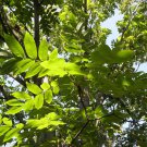 Juglans Major Arizona Walnut Tree Seeds Stunning Autumn Display Colors Easy to Grow