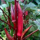 Red Burgundy Okra Abelmoschus Esculentus Vegetable Seeds Milder Flavor Easy to Grow