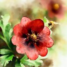 Potentilla Thurberi Scarlet Cinquefoil Flower Seeds Vibrant Red Flowers Easy to Grow