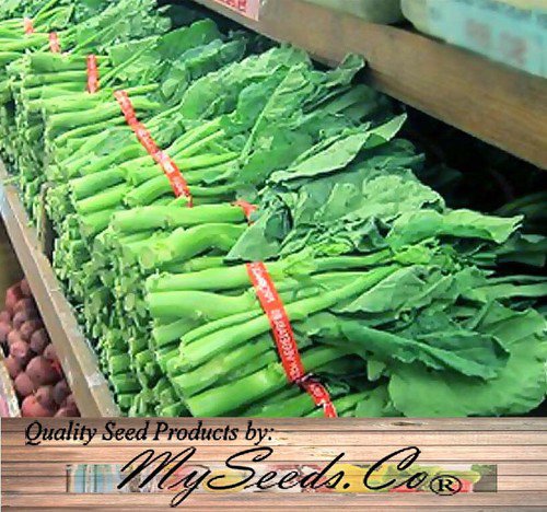 Chinese Broccoli Kai Lan Brassica Oleracea Var Alboglabra Vegetable Seeds Easy to Grow
