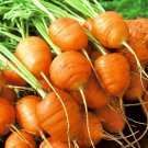 Parisian Carrot Daucus Carota Vegetable Seeds Short And Round Shape Easy to Grow