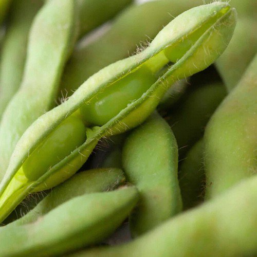 Midori Giant Edamame Bean Organic Glycine Max Vegetable Seeds Nutty Flavor Easy to Grow