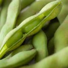Midori Giant Edamame Bean Organic Glycine Max Vegetable Seeds Nutty Flavor Easy to Grow