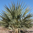 Nannorrhops Ritchiana Silver Mazzori Palm Tree Seeds Fan Shaped Leaves Easy to Grow