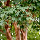 Acer Griseum Dw Paper Bark Maple Tree Seeds Colorful Fall Foliage Easy to Grow Acer Griseum Dw Paper Bark Maple Tree Seeds Colorful Fall Foliage Easy to Grow
