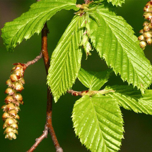 Carpinus Betulus European Hornbeam Tree Seeds Attractive Autumn Colors Easy to Grow
