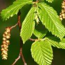 Carpinus Betulus European Hornbeam Tree Seeds Attractive Autumn Colors Easy to Grow