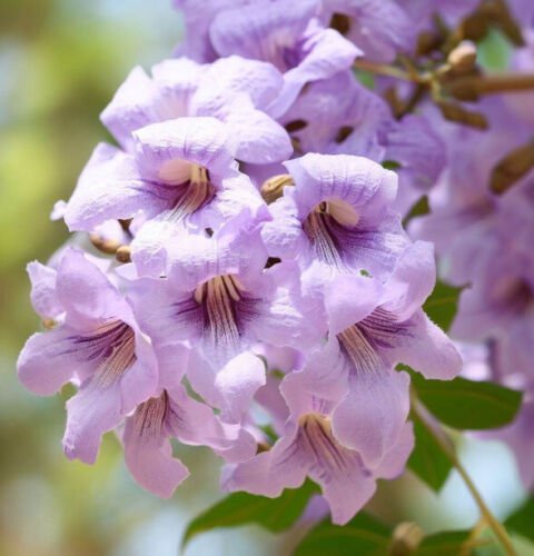 Paulownia Tomentosa Princess Tree Tree Seeds Abundant Flowers Easy to Grow
