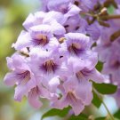 Paulownia Tomentosa Princess Tree Tree Seeds Abundant Flowers Easy to Grow