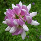 Coronilla Varia Penngift Crownvetch Plant Seeds Vibrant Flowers Easy to Grow