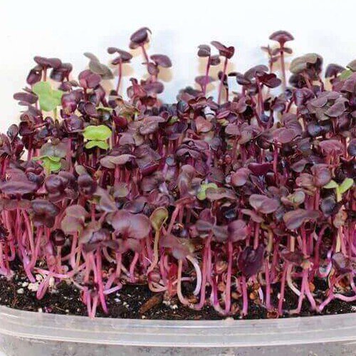 Rambo Radish Sprouting Raphanus Sativus Vegetable Seeds High In Fiber Easy to Grow