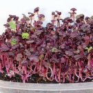 Rambo Radish Sprouting Raphanus Sativus Vegetable Seeds High In Fiber Easy to Grow