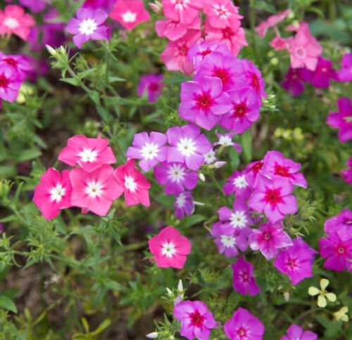 Phlox Drummondii Annual Phlox Mixed Flower Seeds Eye Catching Appearance Easy to Grow
