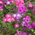 Phlox Drummondii Annual Phlox Mixed Flower Seeds Eye Catching Appearance Easy to Grow