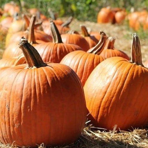 Connecticut Field Pumpkin Cucurbita Maxima Vegetable Seeds Large Size Easy to Grow