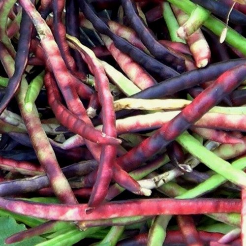 Top Pick Pinkeye Purple Hull Cowpea Vigna Unguiculata Vegetable Seeds Easy to Grow