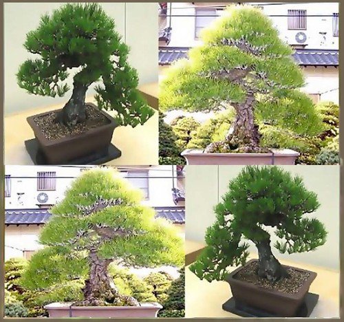 Pinus Thunbergii Japanese Black Pine Tree Seeds Attractive For Bonsai Easy to Grow