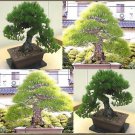 Pinus Thunbergii Japanese Black Pine Tree Seeds Attractive For Bonsai Easy to Grow