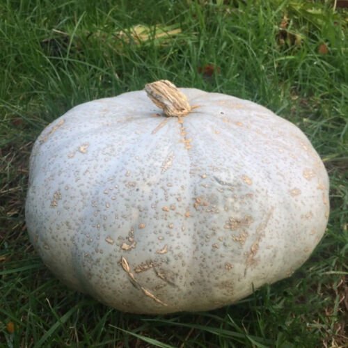 Sweet Meat Squash Winter Cucurbita Maxima Vegetable Seeds Large Size Easy to Grow