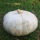 Sweet Meat Squash Winter Cucurbita Maxima Vegetable Seeds Large Size Easy to Grow